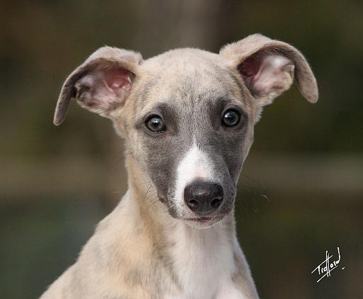 Whippet 9Y558D-025.JPG